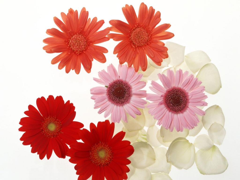 五颜六色鲜菊花