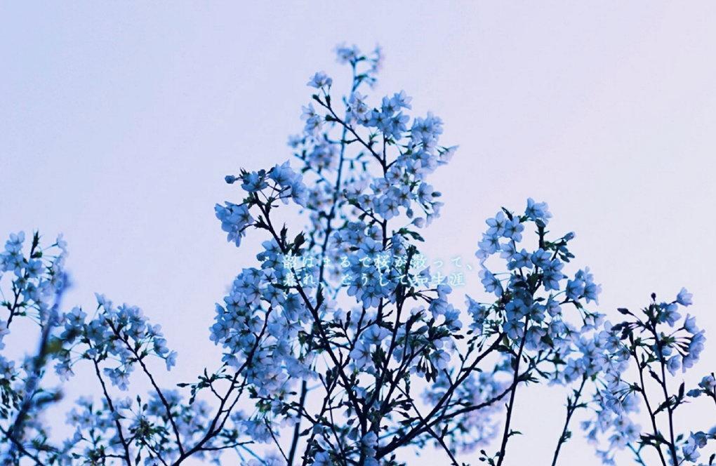 春暖花开樱为有你