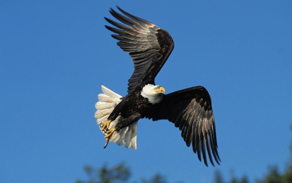 飞翔爬行的野生动物