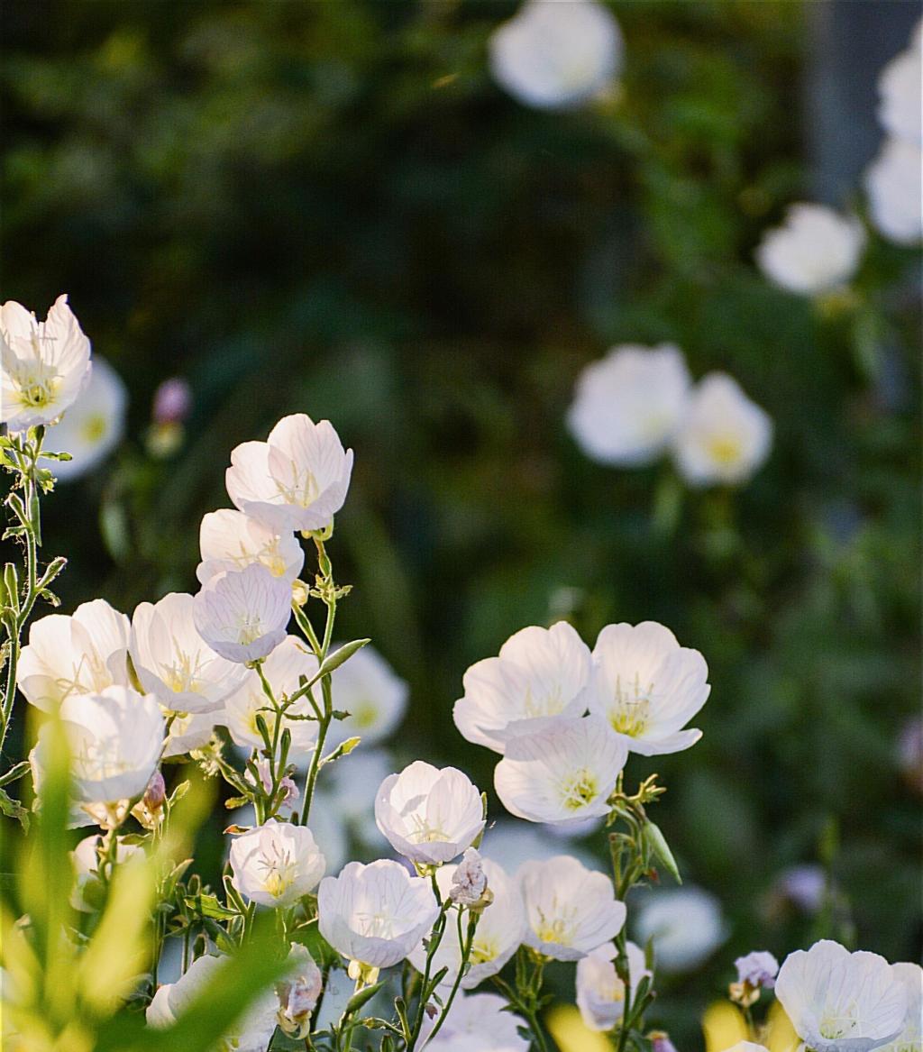 遇见小清新月见草