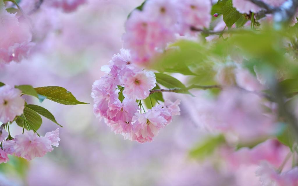 小清新晚樱到来