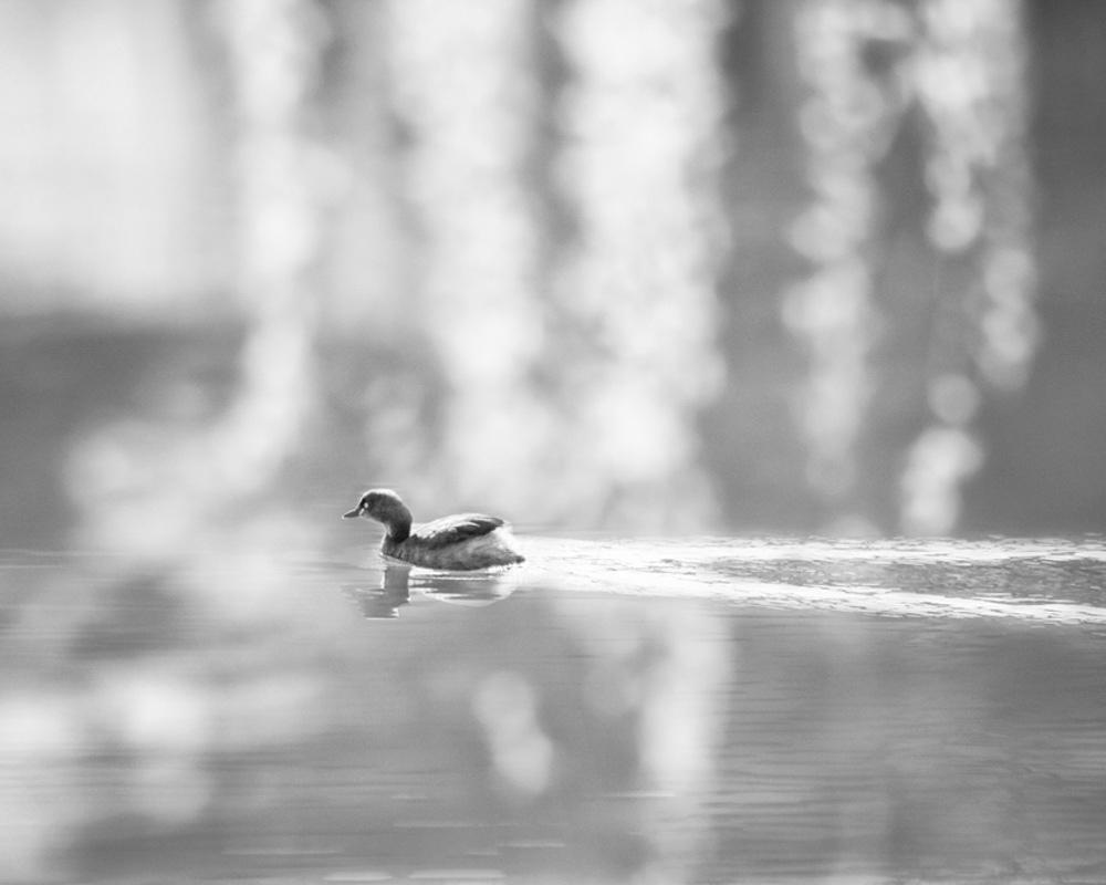 江河水黑白风光