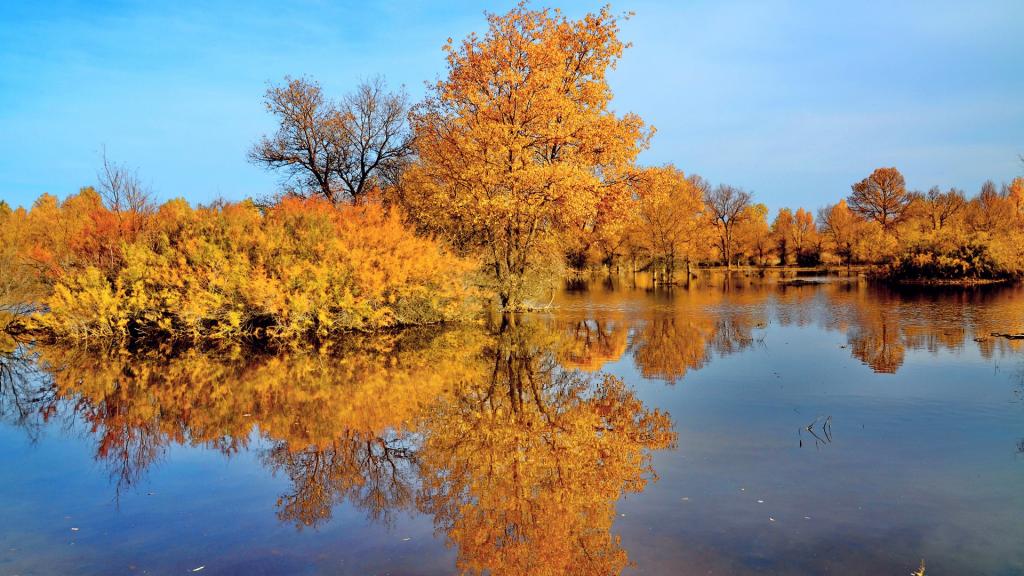 甘肃金塔胡杨林秋季风光