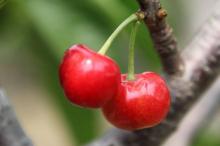 味美形娇的樱桃