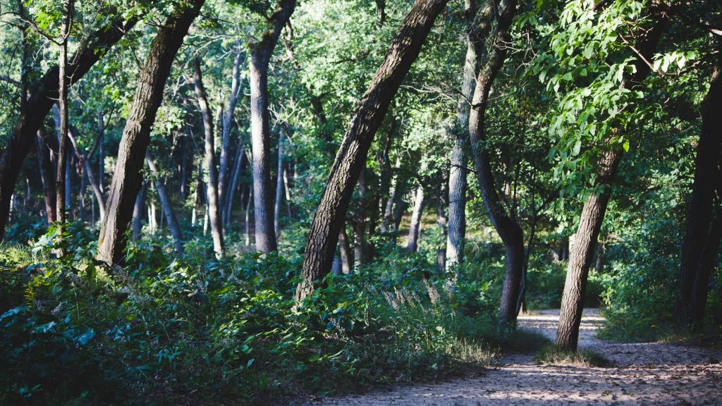 山林中的幽静小路