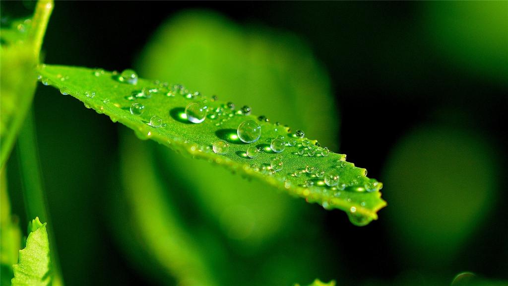绿叶上的露珠护眼写真