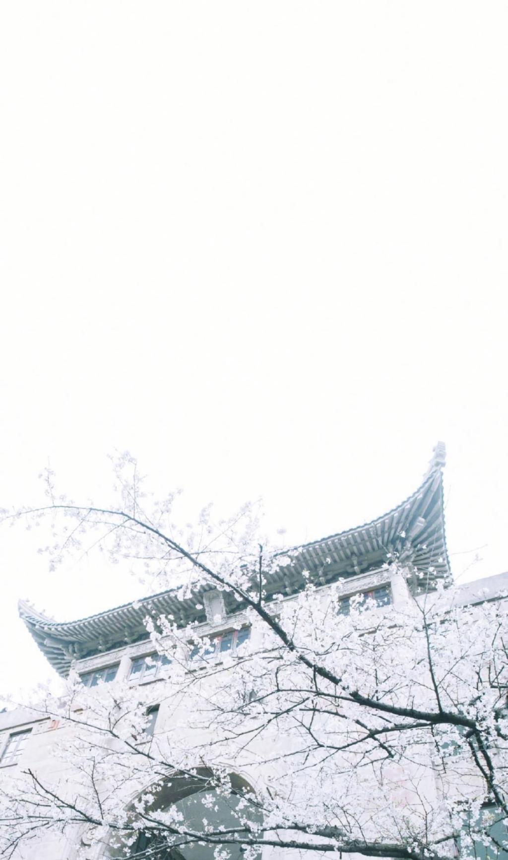 邂逅于唯美的浪漫樱花世界