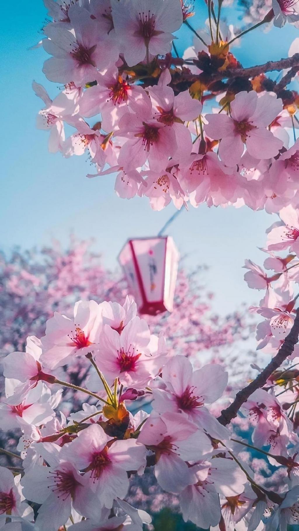 三月春暖花开,樱花盛开时