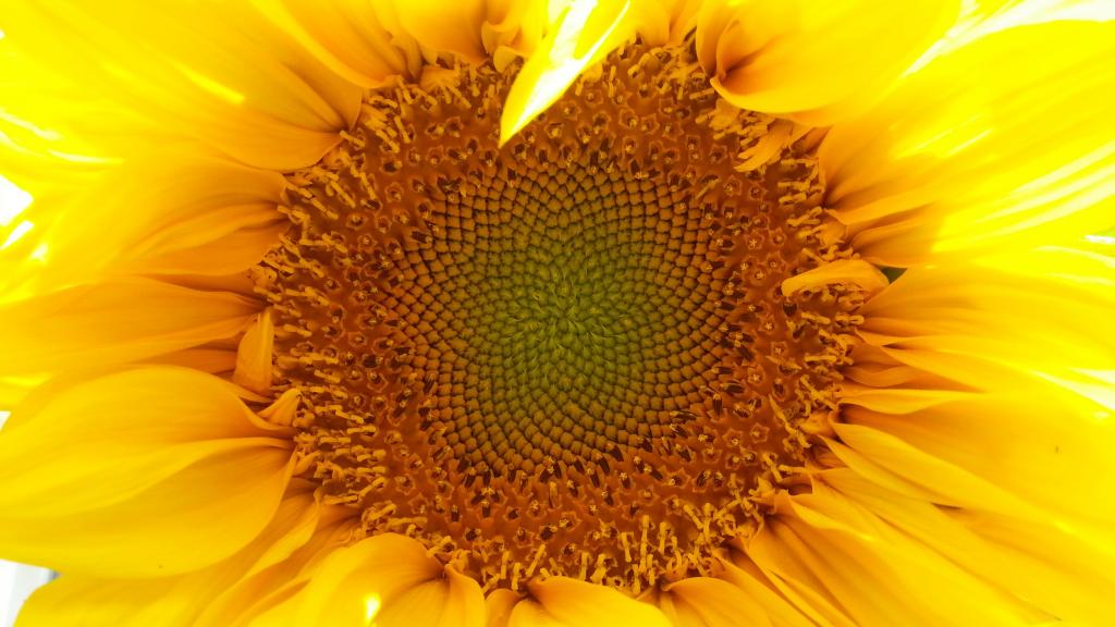 5k分辨率向日葵图片