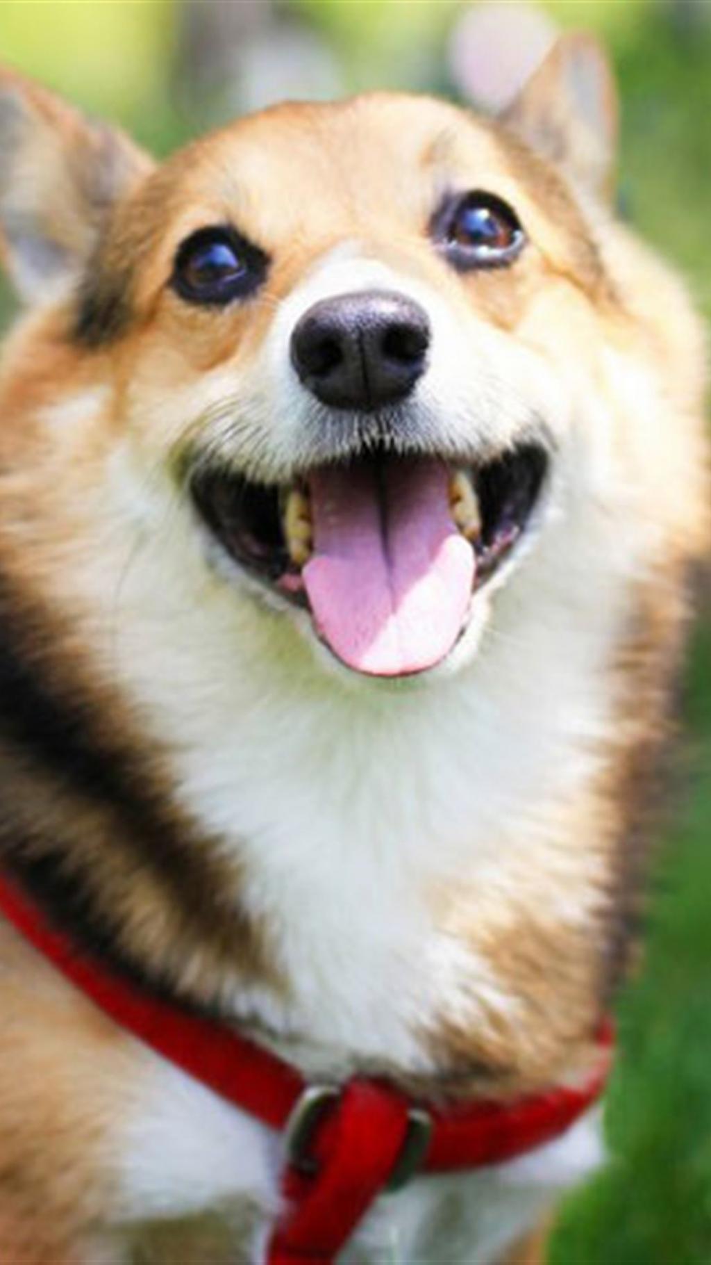 可爱的萌宠柯基狗狗