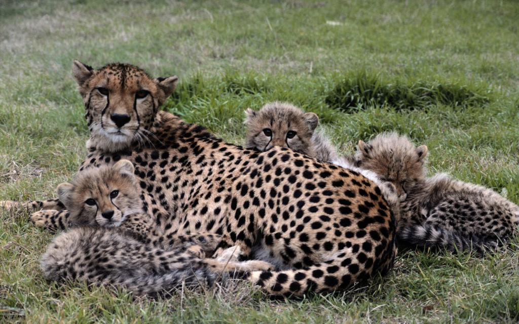 飞翔爬行的野生动物