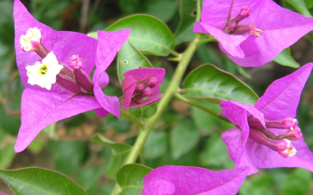 三角梅花卉图片