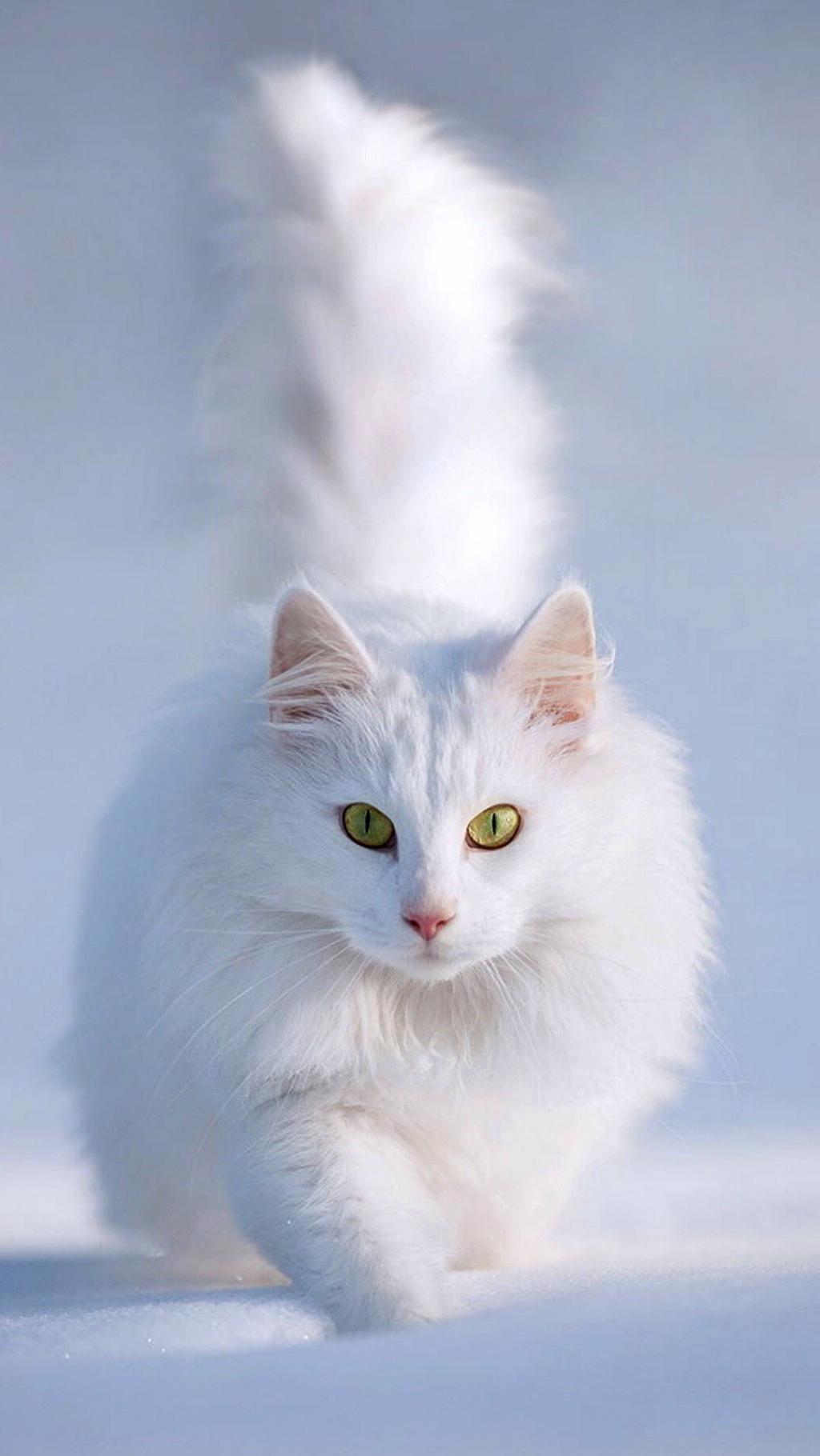 可爱萌宠小猫咪