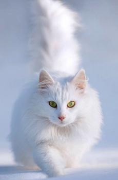 可爱萌宠小猫咪-1