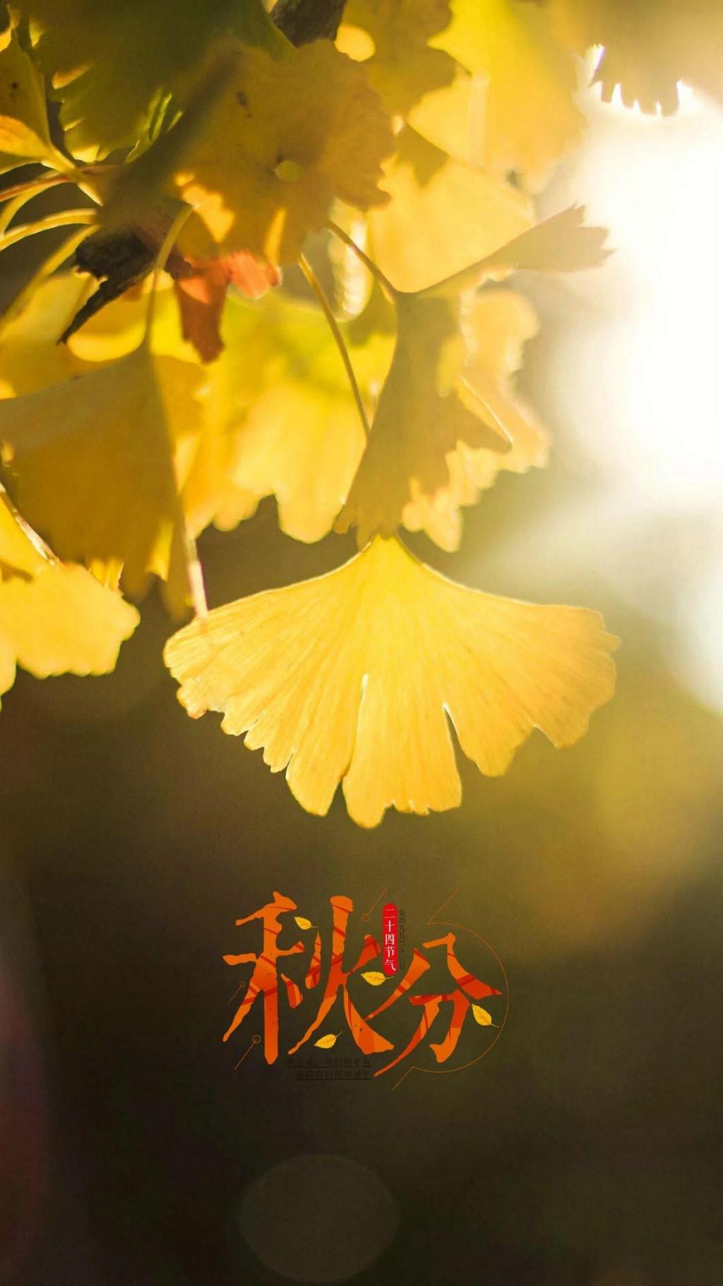 二十四节气秋分唯美秋叶