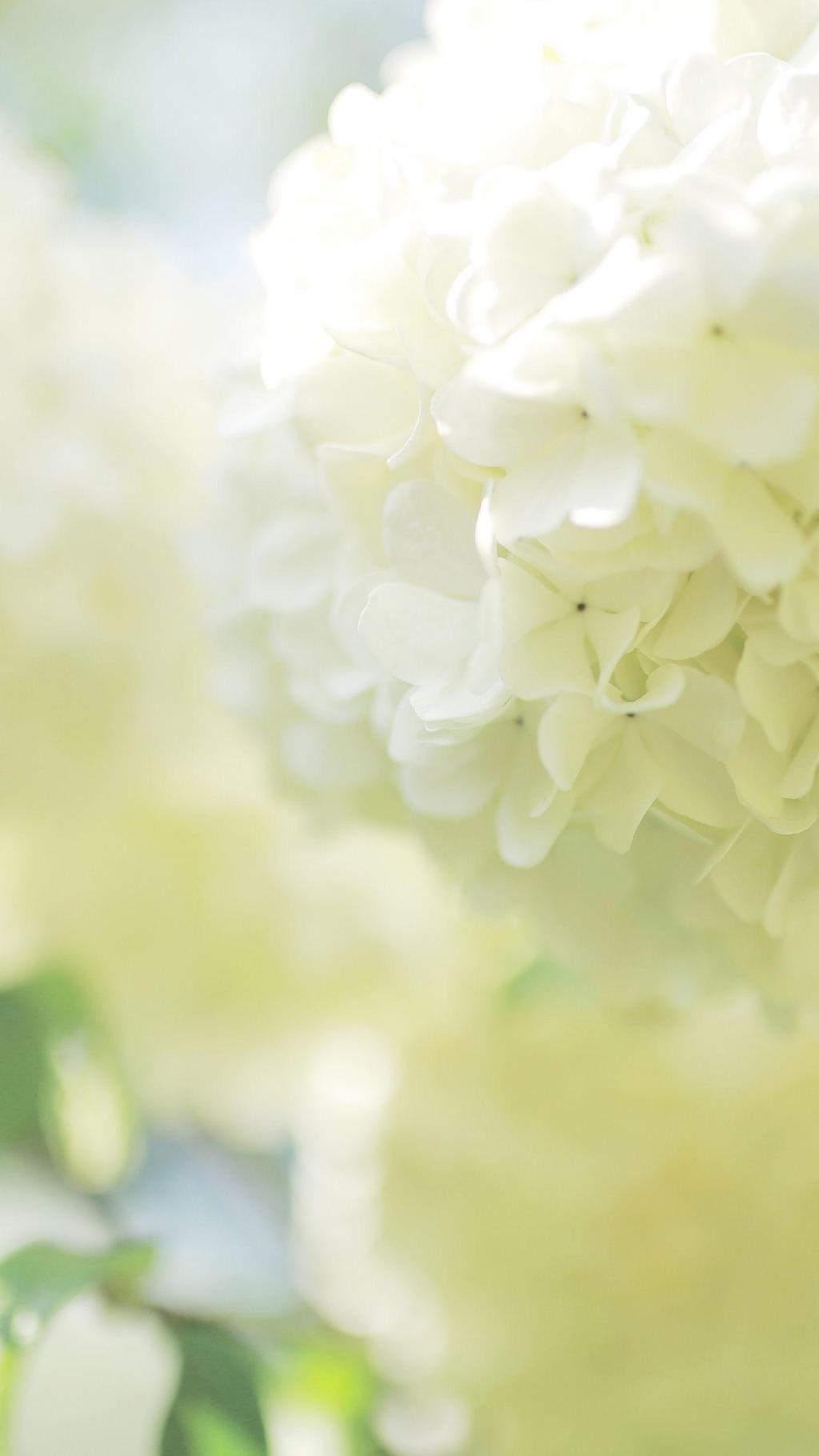 清新淡雅的绣球花