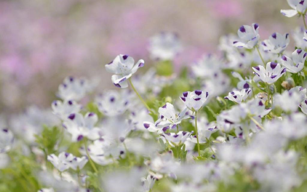 小清新植物花卉摄影