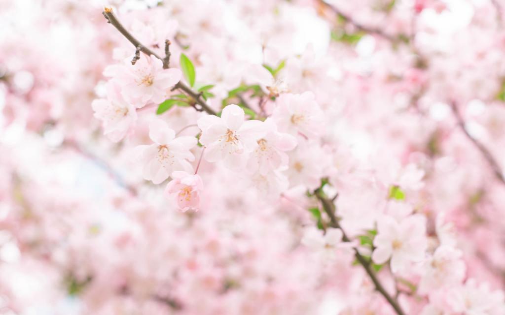 武汉大学樱花大道