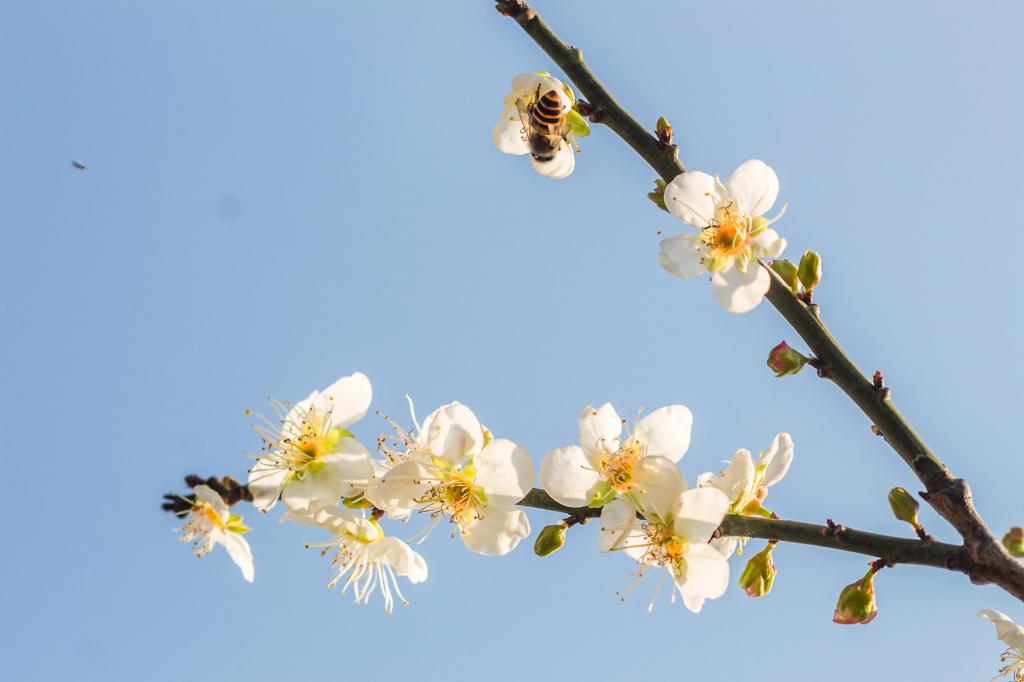 唯美梅花清新迷人摄影