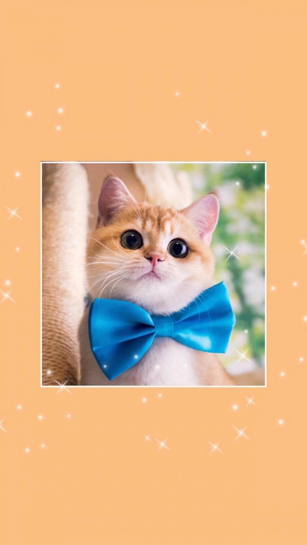 淘气可爱的小猫咪