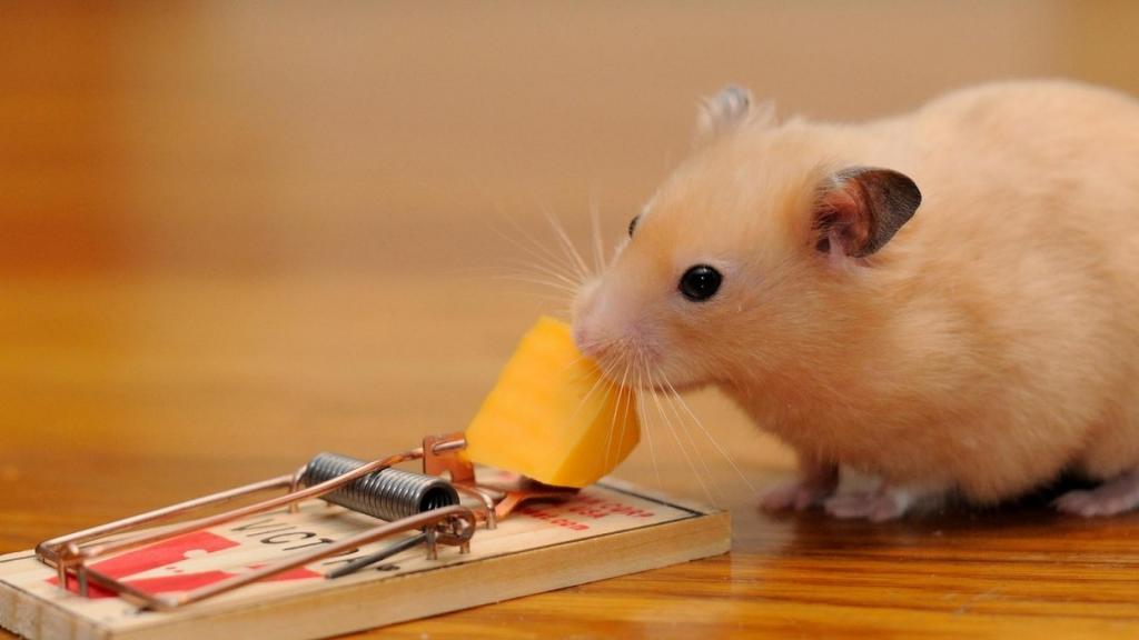 淘气可爱的小仓鼠