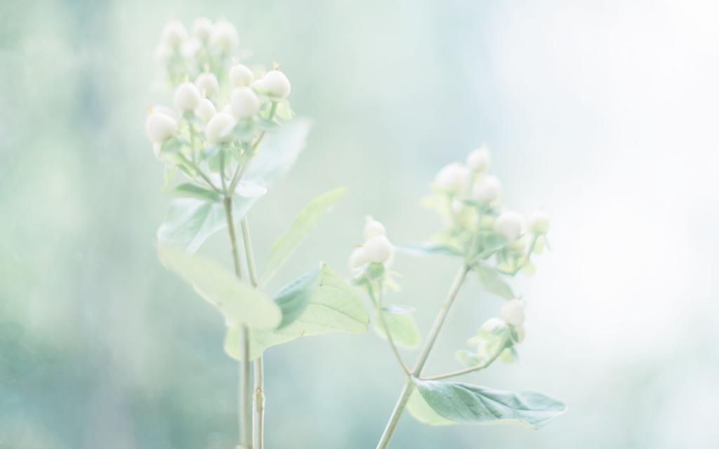 绿色小清新写真