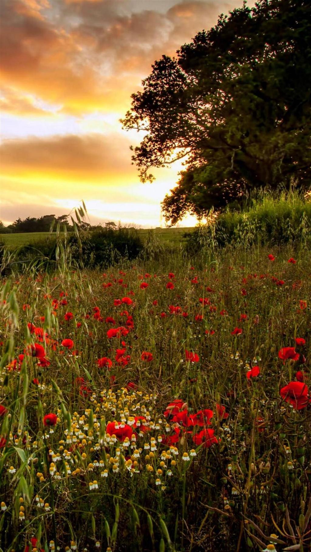 草地晴天美好风景
