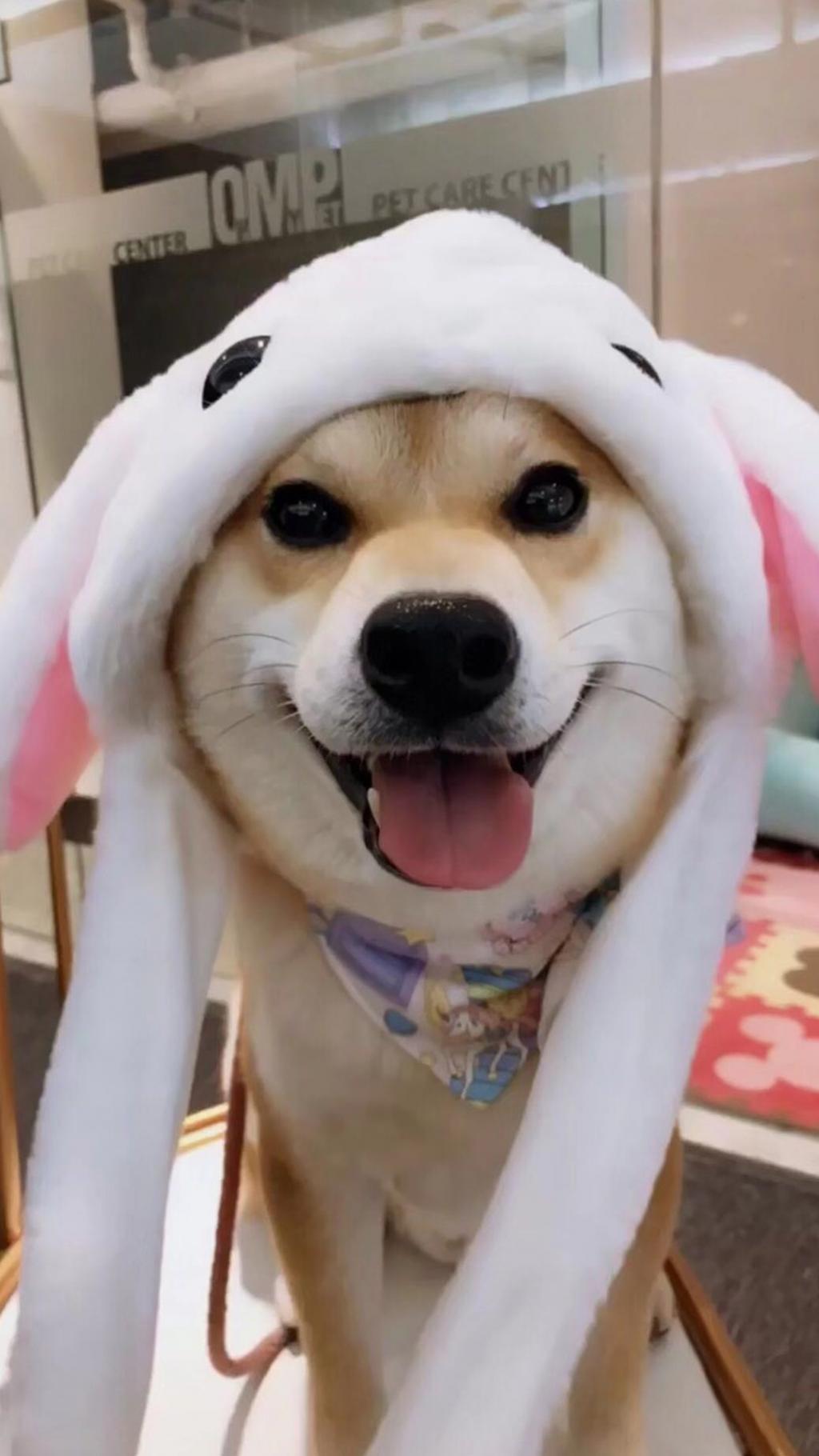 呆萌的威尔士柯基