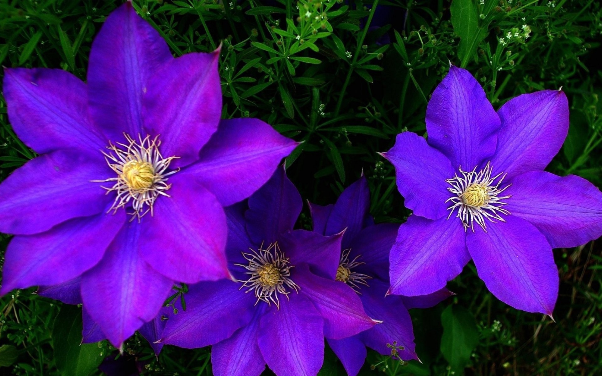 观赏植物铁线莲