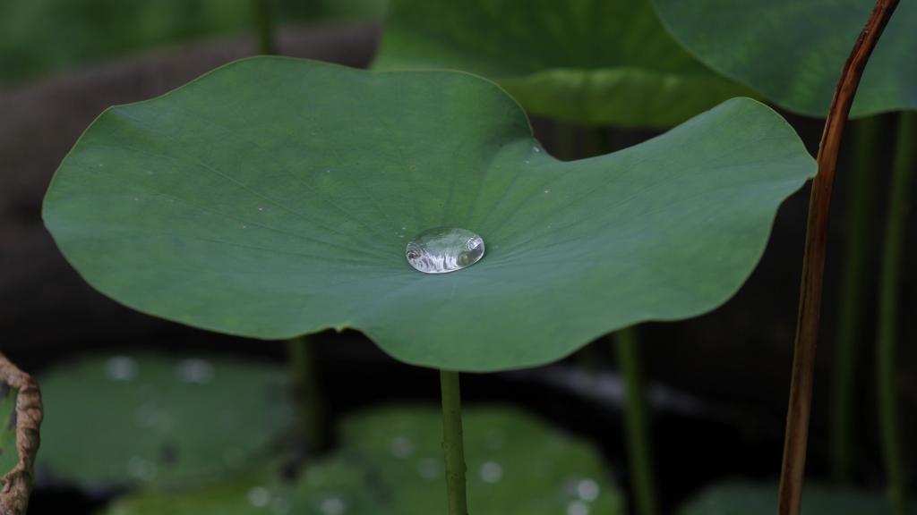 荷叶上的水珠露珠