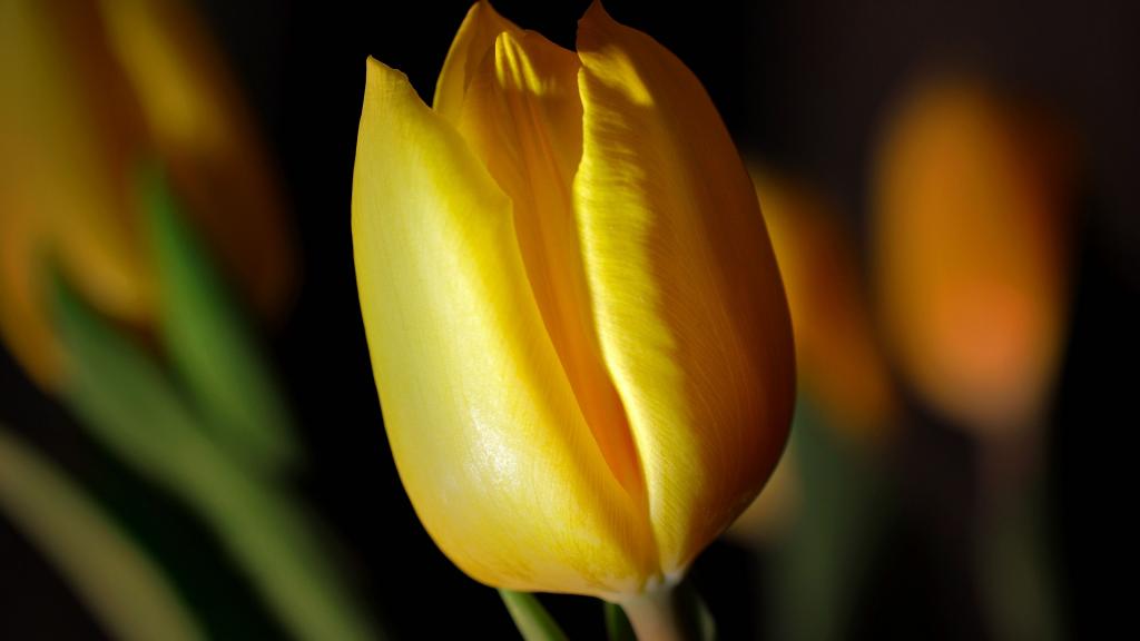 黄色优雅郁金香