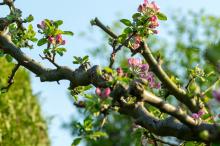 苹果树花开了