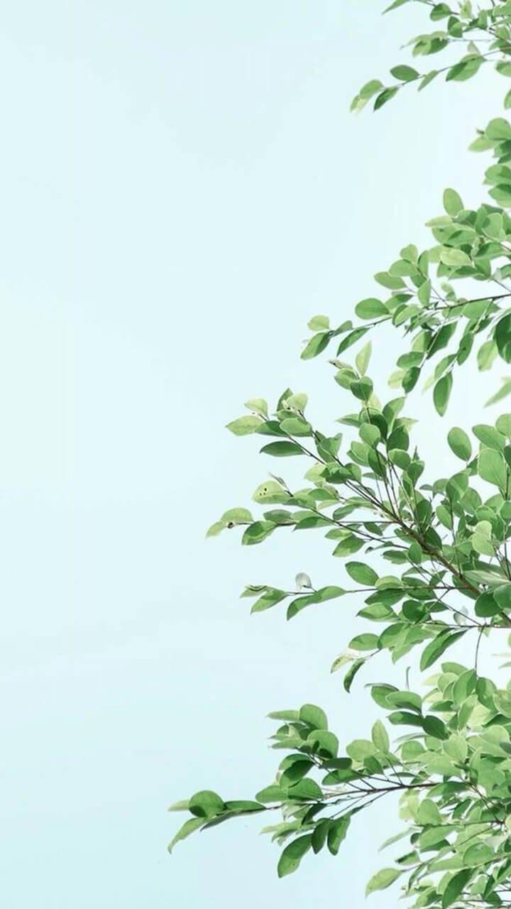 小清新春天绿色植物