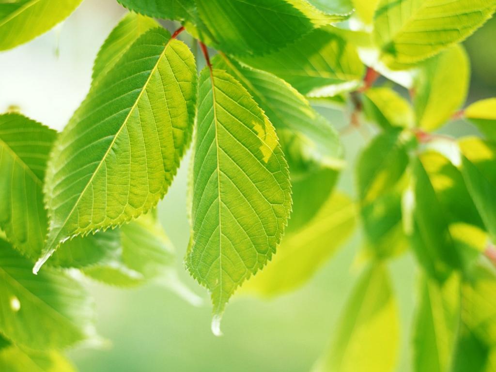 青翠欲滴的绿叶