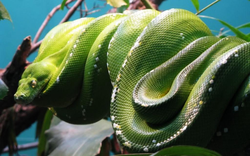 青色蛇高清特写