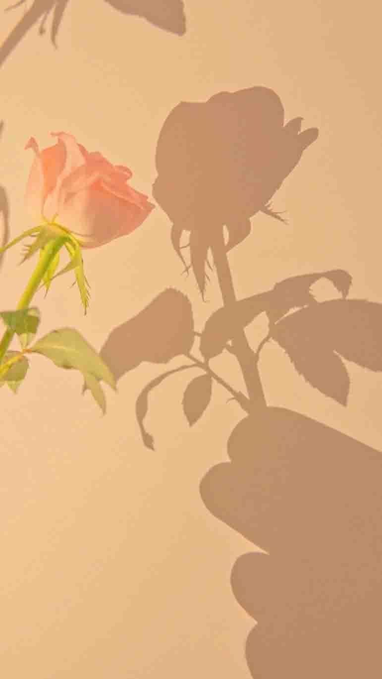 ins风浪漫美好生活随景