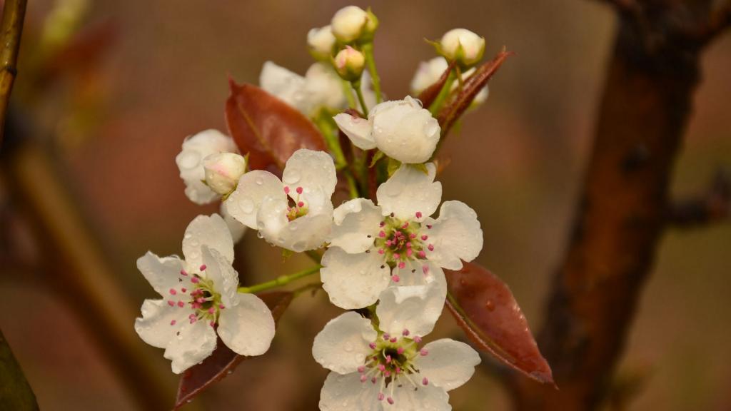 洁白如雪的梨花