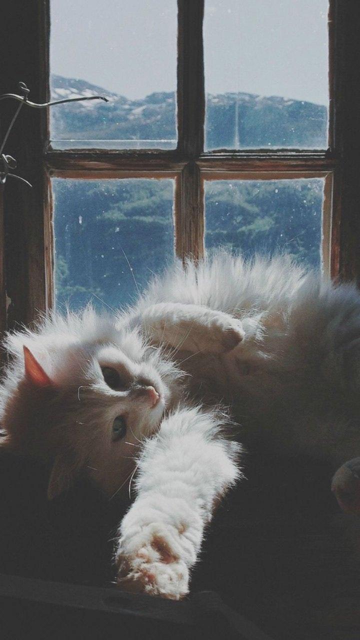 慵懒喵星人午后可爱写真