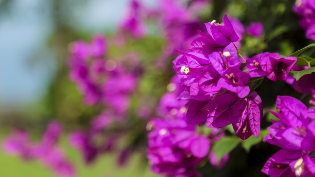 厦门市花三角梅图片