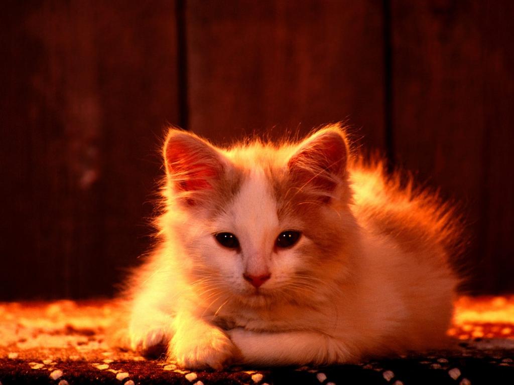 圣诞夜猫咪写真