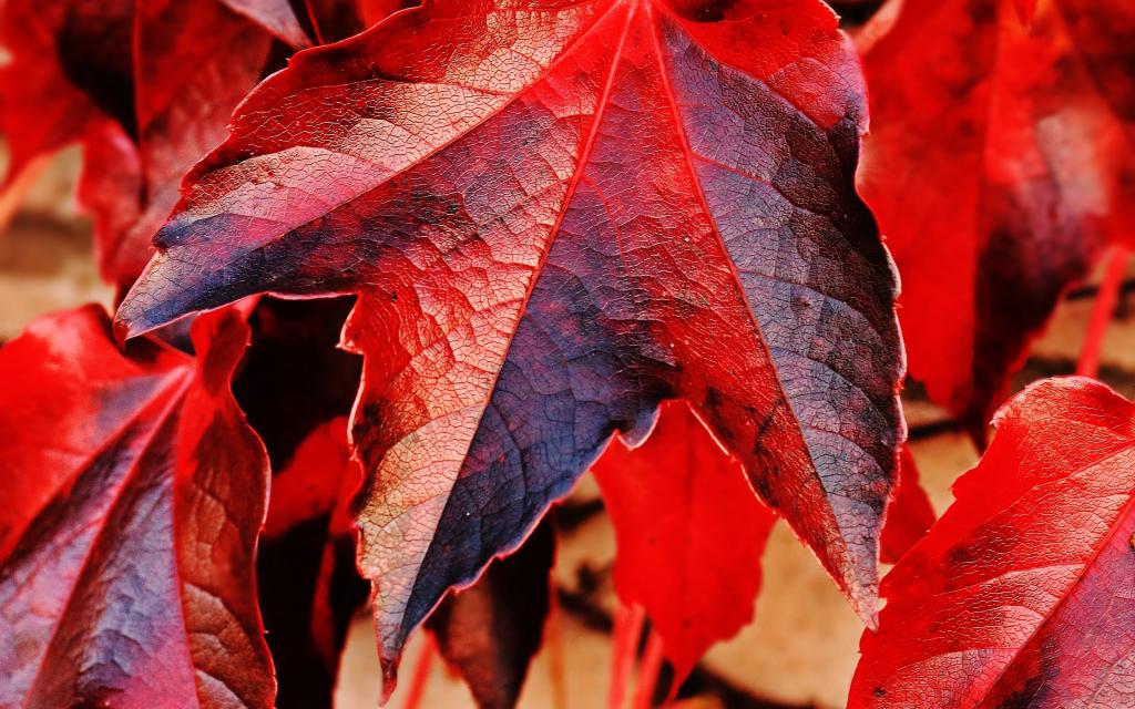 秋天的美是叶子的美