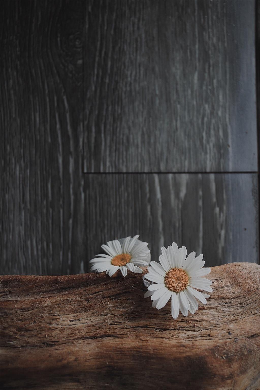 淡雅雏菊唯美意境静物摆拍