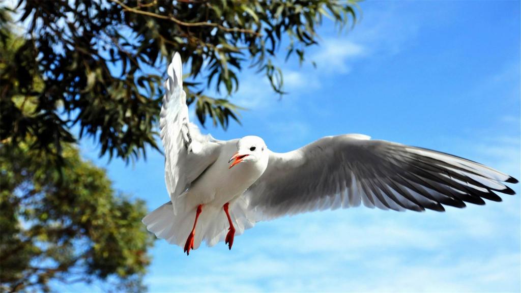 香格里拉唯美迷人风光