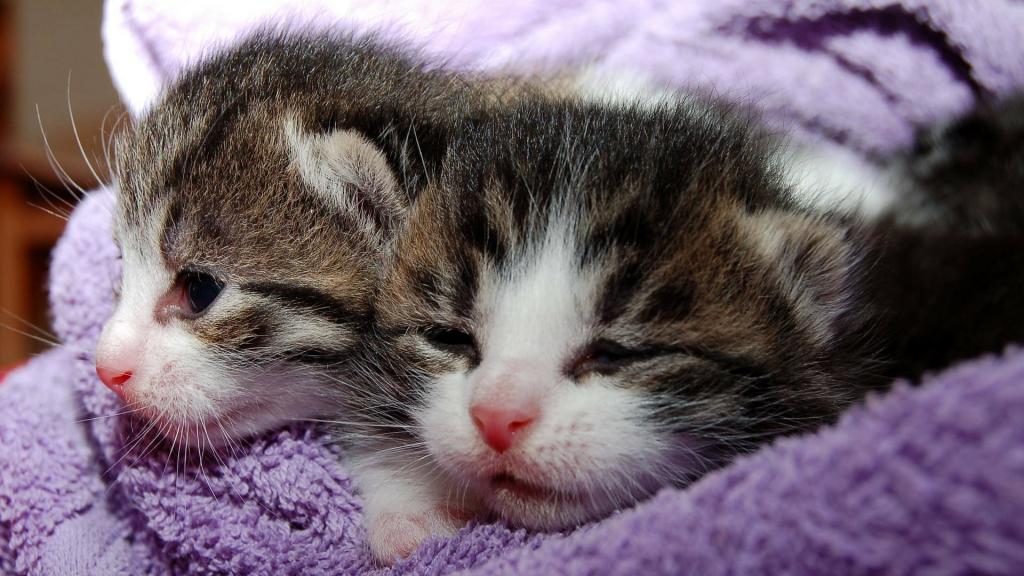 令人喜爱的小猫咪