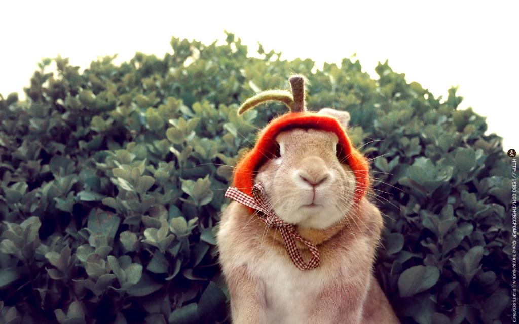 可爱兔子史大力图片