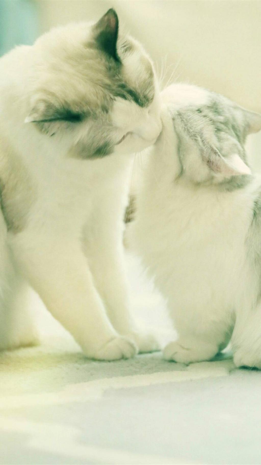 被两只猫秀一脸