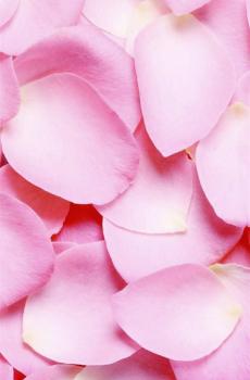 鲜艳欲滴春天花朵花瓣-1