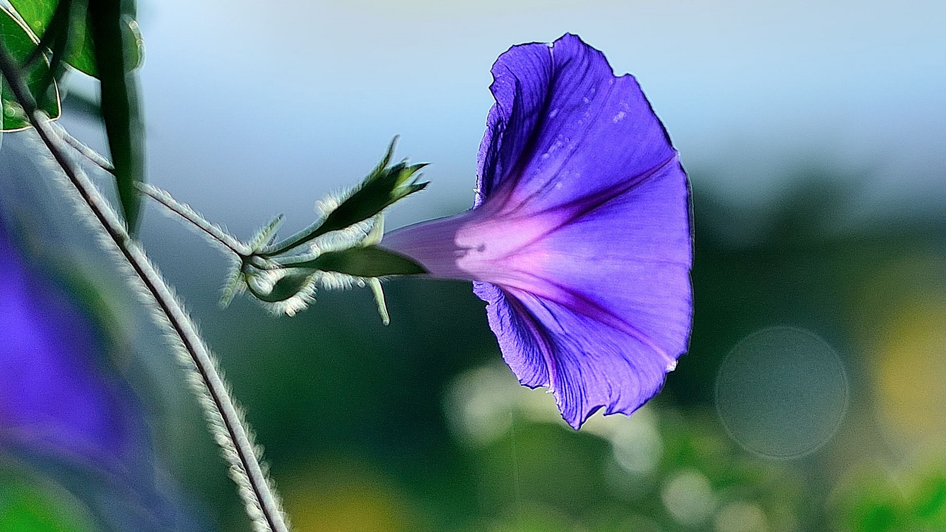娇巧迷人的牵牛花,高清图片,电脑桌面-壁纸族