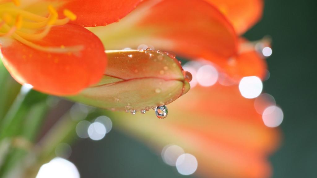 唯美的君子兰花蕊