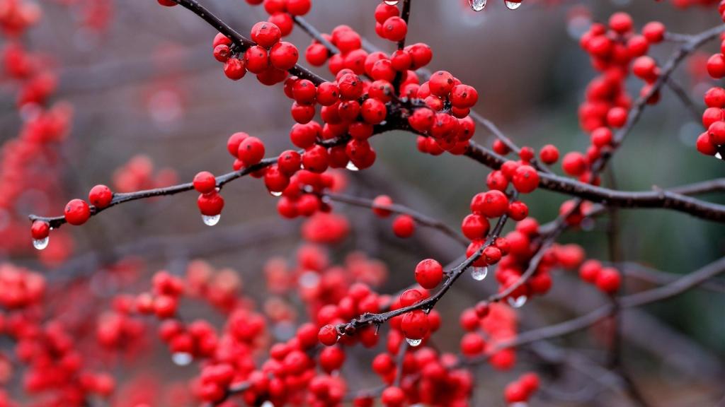 清新唯美植物上的清澈露珠